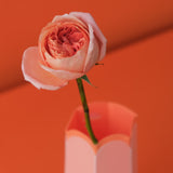 POTR Letterbox Vase | Melon