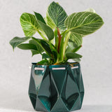 15cm Self-watering Ocean Pot | Deep Green