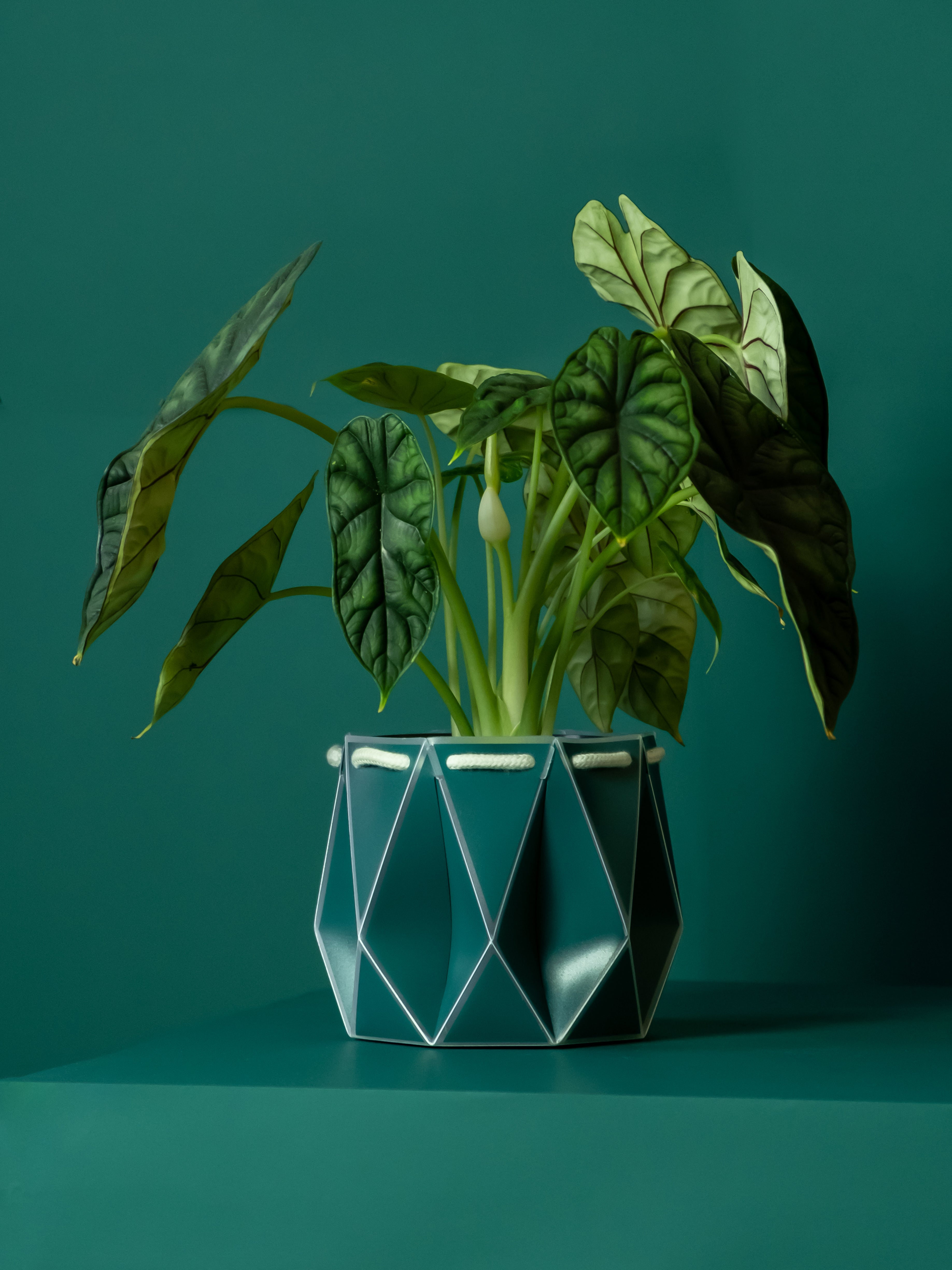 15cm Self-watering POTR Pot