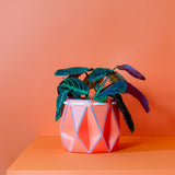 15cm Self-watering POTR Pot | Coral