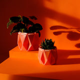 POTR Family | Self-watering Origami Planters