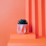 POTR Family | Self-watering Origami Planters