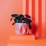 15cm POTR | 18cm POTR - Self-watering Planters