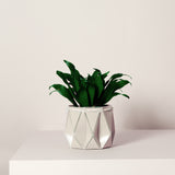 11cm Self-watering POTR Pot