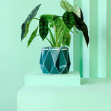 POTR Family | Self-watering Origami Planters