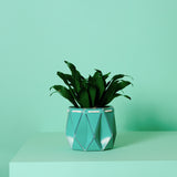 11cm Self-watering POTR Pot